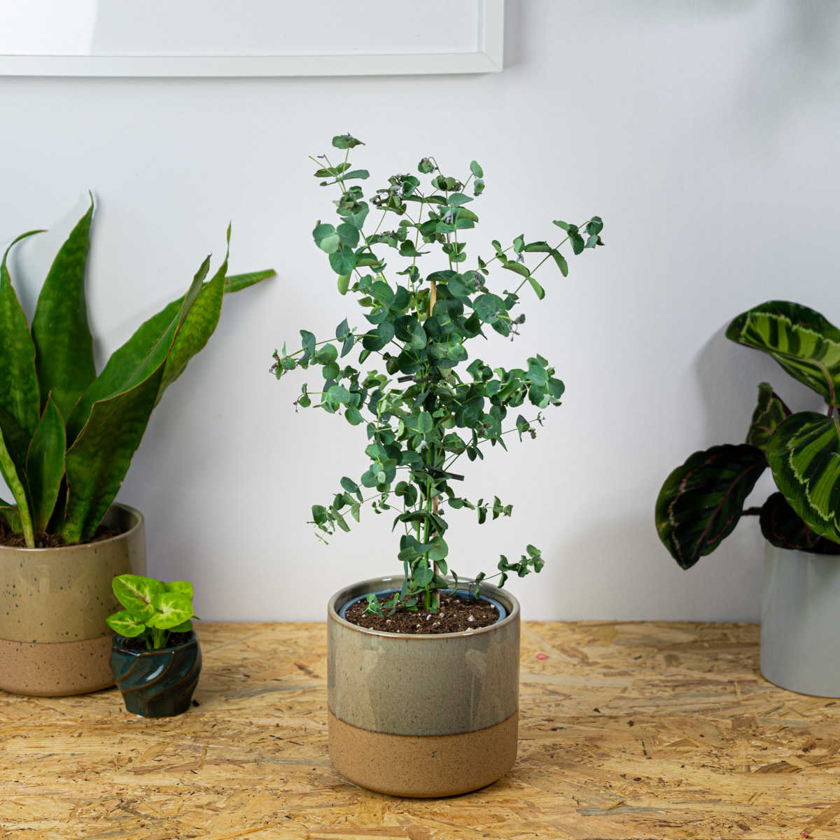 Eukaliptus (eucalyptus gunni)