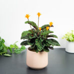 calathea-crocata