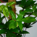 philodendron-pedatum