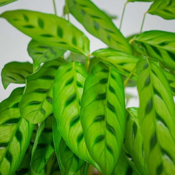 calathea-leopardina calathea-leopardina