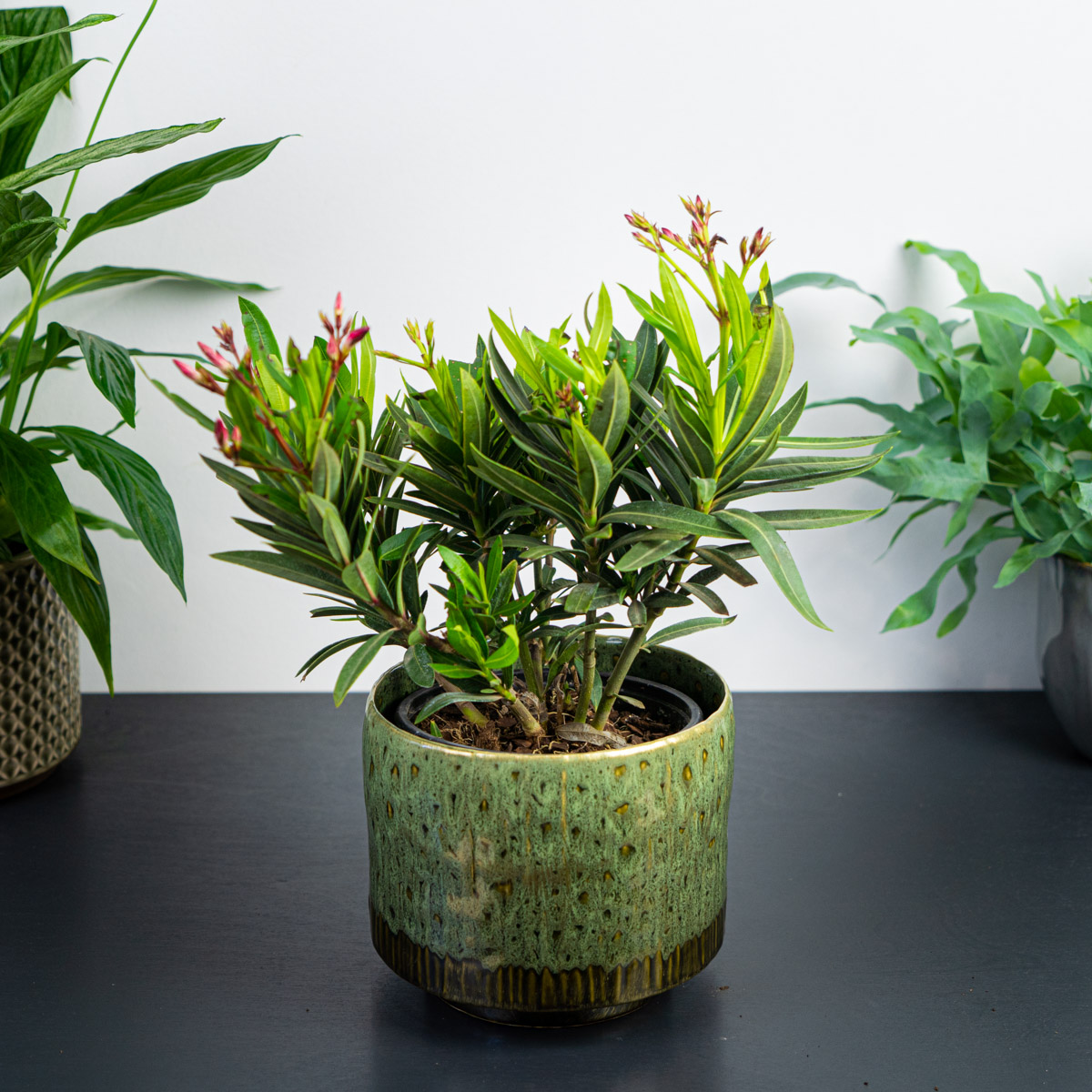 Oleander (nerium)