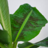 bananowiec-musa-dwarf-cavendish