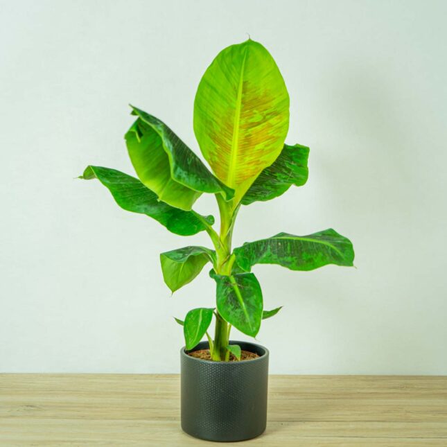 bananowiec-musa-dwarf-cavendish