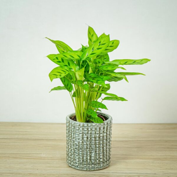 calathea-leopardina calathea-leopardina