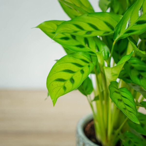calathea-leopardina (4) calathea-leopardina