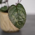 czerwony-bluszcz-hemigraphis-alternata
