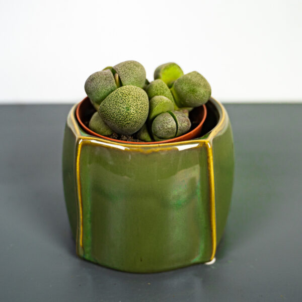zywe-kamienie-pleiospilos-nelii-lithops zywe-kamienie-pleiospilos-nelii-lithops
