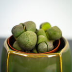 zywe-kamienie-pleiospilos-nelii-lithops