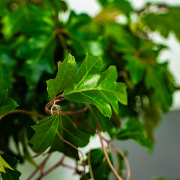 cissus-rombolistny-ellen-danica-cissus-rhombifolia cissus-rombolistny-ellen-danica-cissus-rhombifolia