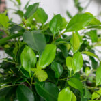 ficus-microcarpa-fikus