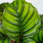 calathea-fasciata