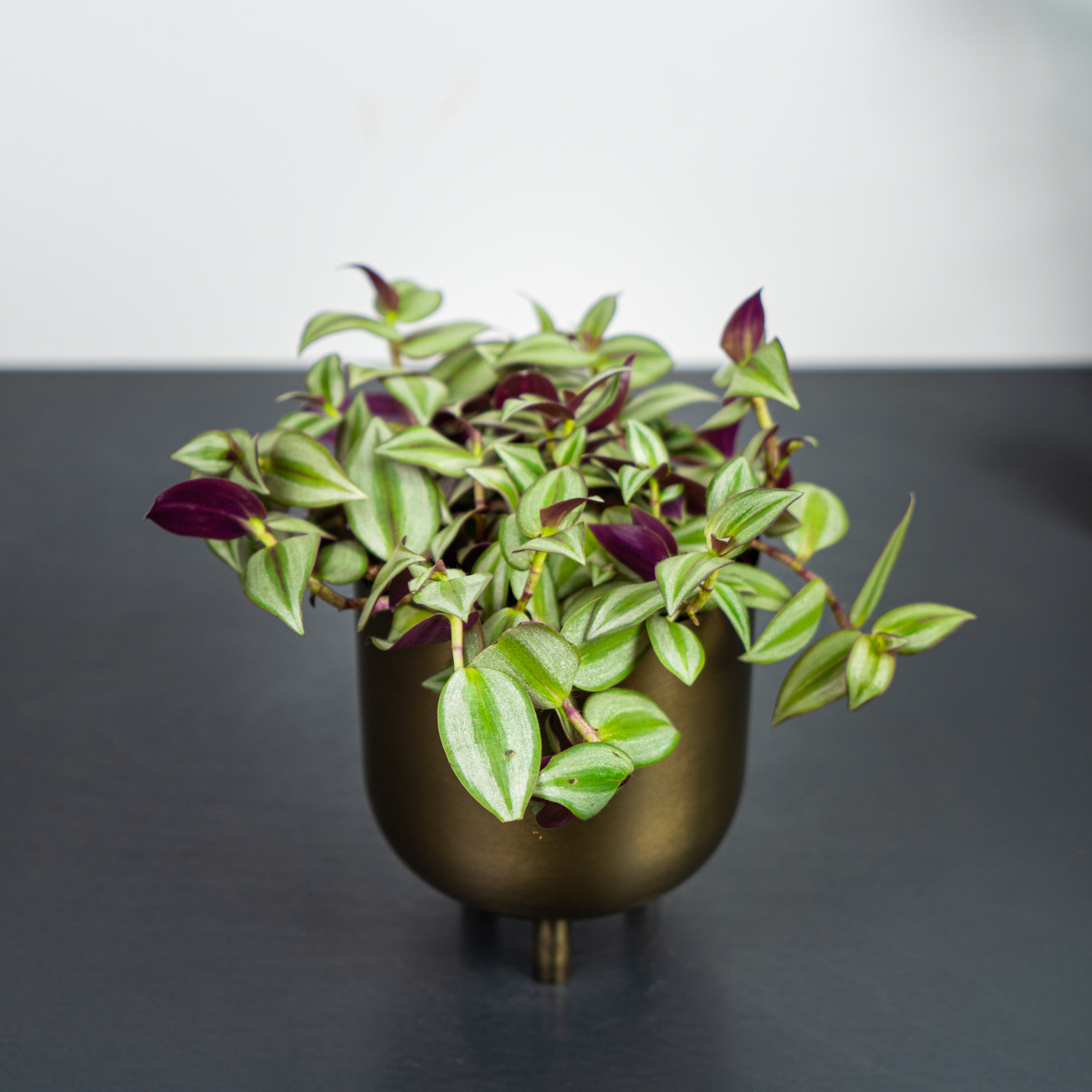 Trzykrotka (tradescantia)