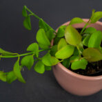 dischidia-pectinoides-geri