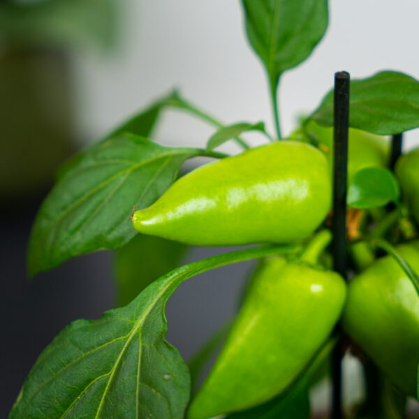 pepper-capsicum-annuum-papryczka pepper-capsicum-annuum-papryczka