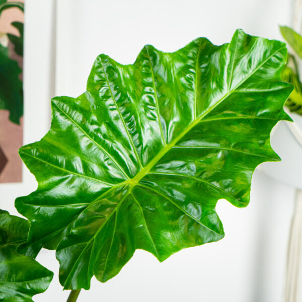 alokazja-portodora-alocasia alokazja-portodora-alocasia