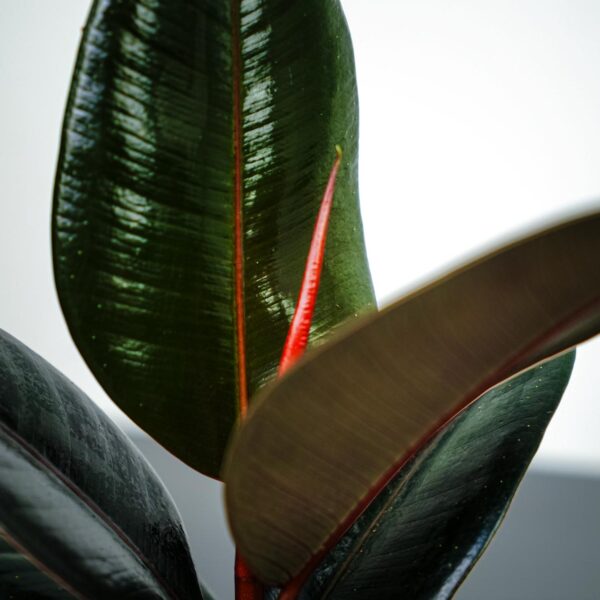 fikus-elastica-abidjan-ficus fikus-elastica-abidjan-ficus