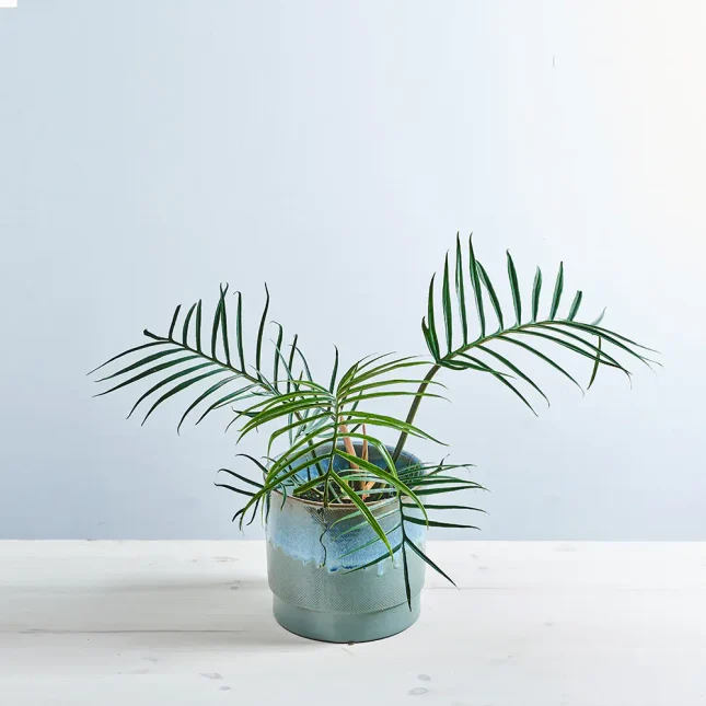 MS151k_0062_MS15 67 Philodendron tortum
