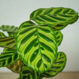 calathea-makoyana