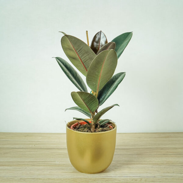 fikus-elastica-abidjan-ficus