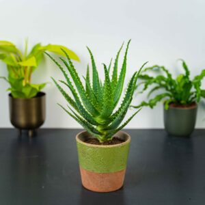 aloes-drzewiasty-aloe-arborescens