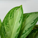 aglaonema-silver-bay