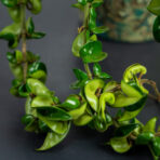 hoya-carnosa-compacta