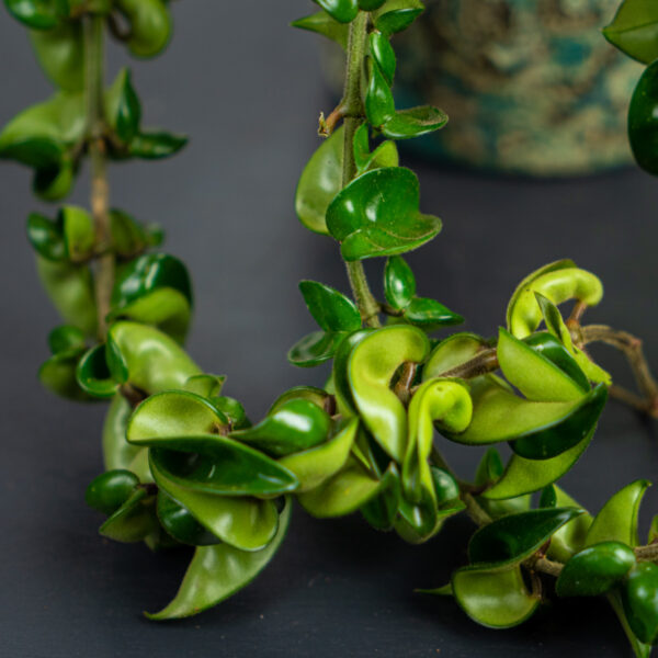 hoya-carnosa-compacta hoya-carnosa-compacta