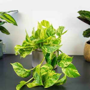 epipremnum-marble-queen