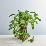 Epipremnum marble queen