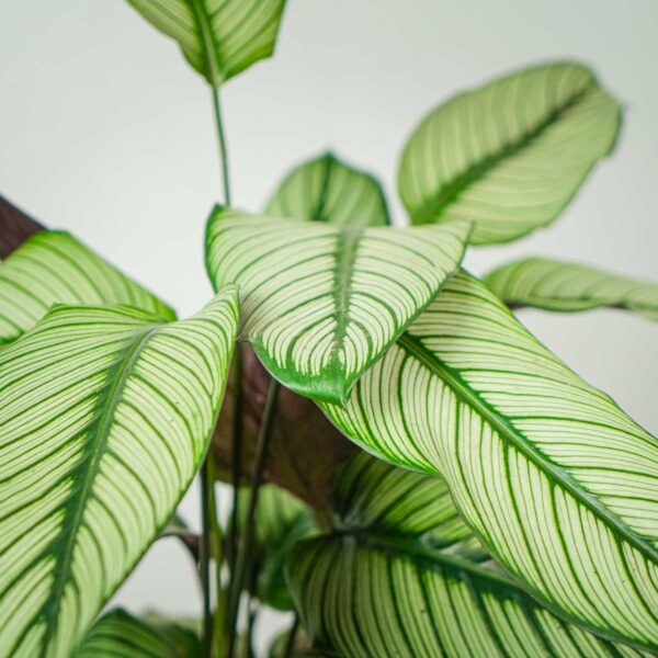 calathea-white-star (2) calathea-white-star