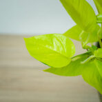 epipremnum-golden-pothos