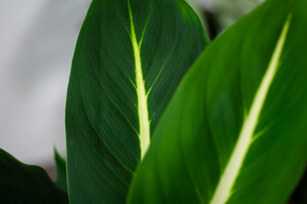 diffenbachia-green-magic diffenbachia-green-magic