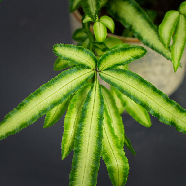 paproc-orliczka-kretenska-pteris-cretica paproc-orliczka-kretenska-pteris-cretica
