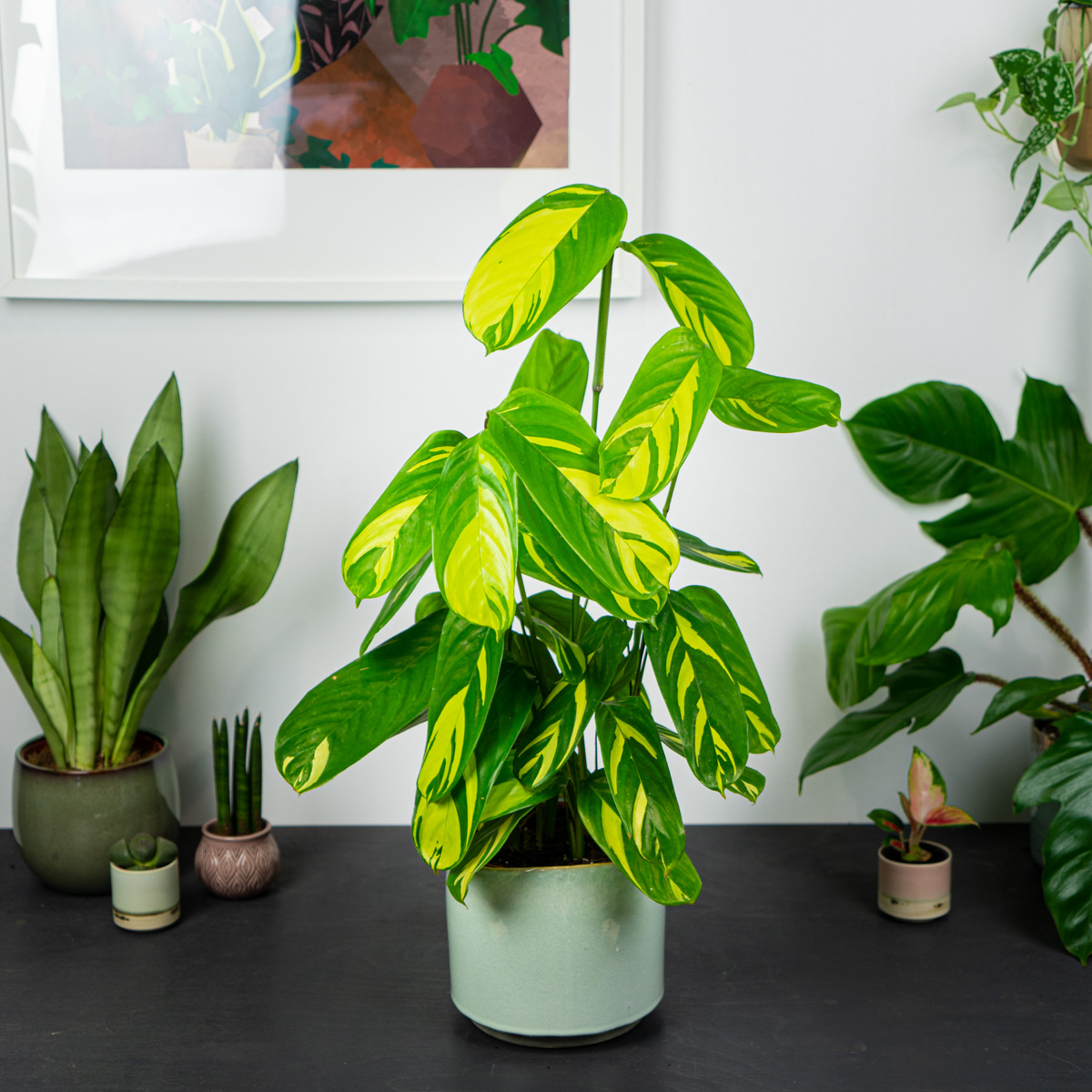 Ctenanthe