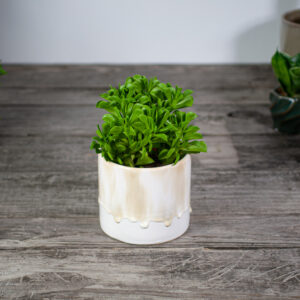 peperomia-dolabriformis-prayer-pepper