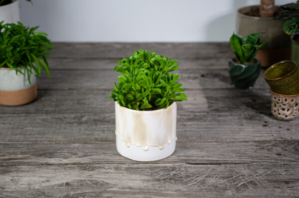 peperomia-dolabriformis-prayer-pepper peperomia-dolabriformis-prayer-pepper