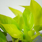 epipremnum-golden-pothos