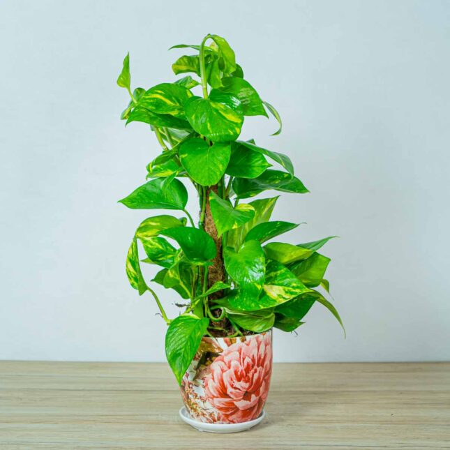 epipremnum-zlociste-na-paliku-epipremnum-aureum epipremnum-zlociste-na-paliku-epipremnum-aureum