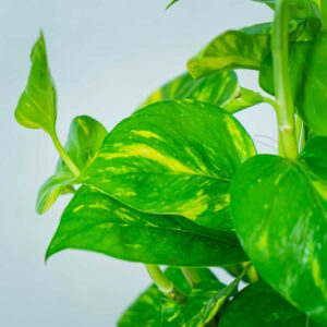 epipremnum-zlociste-na-paliku-epipremnum-aureum