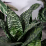sansevieria-trifasciata-hahnii