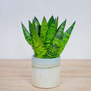 sansevieria-zeylanica