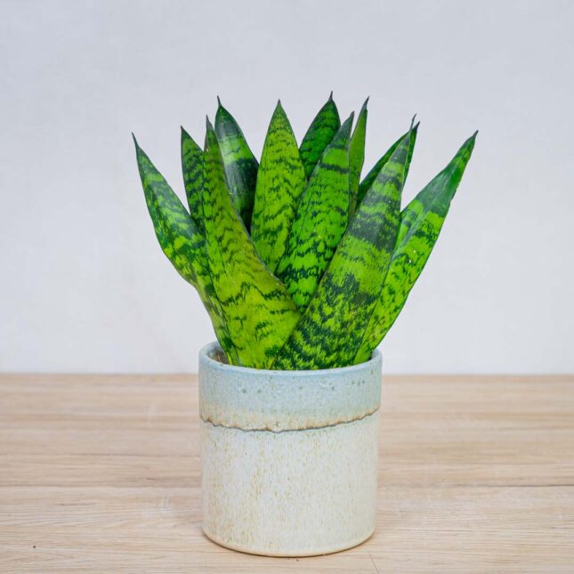 sansevieria-zeylanica