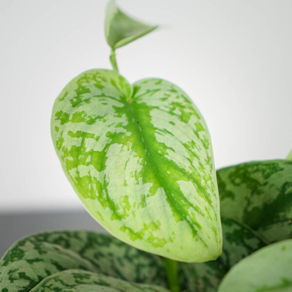scindapsus-pictus-trebie scindapsus-pictus-trebie