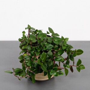 smuzyna-plozaca-baby-callisia-repens