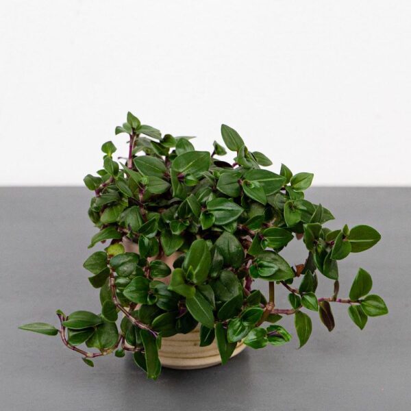 smuzyna-plozaca-baby-callisia-repens smuzyna-plozaca-baby-callisia-repens