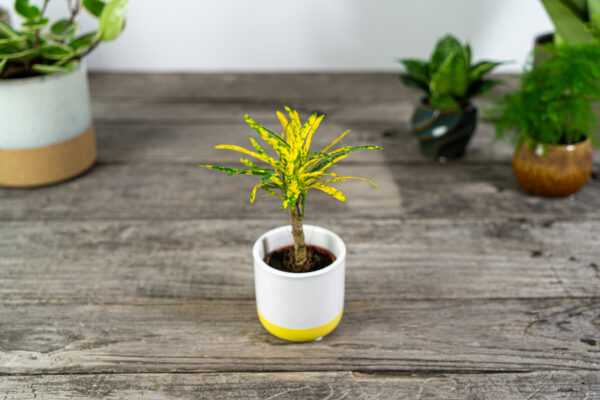 kroton-gold-dust-codiaeum-baby