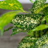 dracena-surculosa-florida-beauty-dracaena