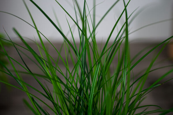 turzyca-carex-brunnea turzyca-carex-brunnea
