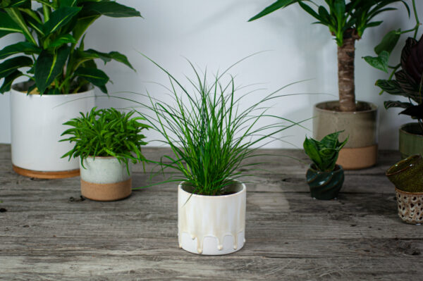 turzyca-carex-brunnea turzyca-carex-brunnea