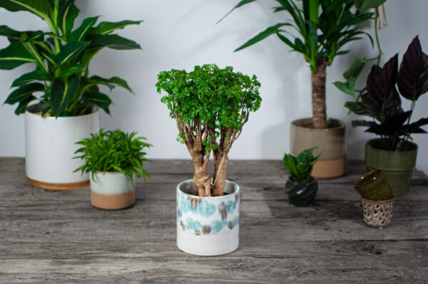 polyscias-fruticosa-elegans